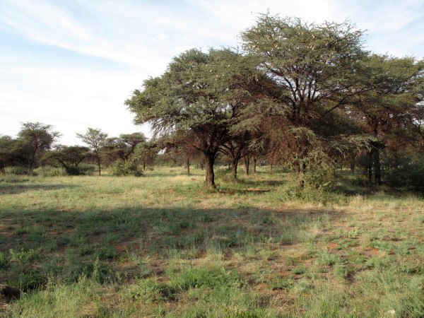 Kathu kameeldorings